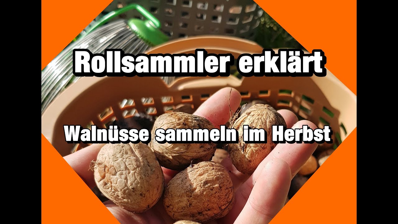 Waln&uuml;sse sammeln im Herbst | Rollsammler erkl&auml;rt