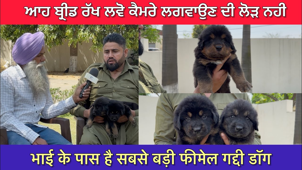 ONE OF THE BIGGEST GADDI FEMALE DOG | KHALI DOG KENNEL #gaddidog #tibetanmastiffdog #sheepdog