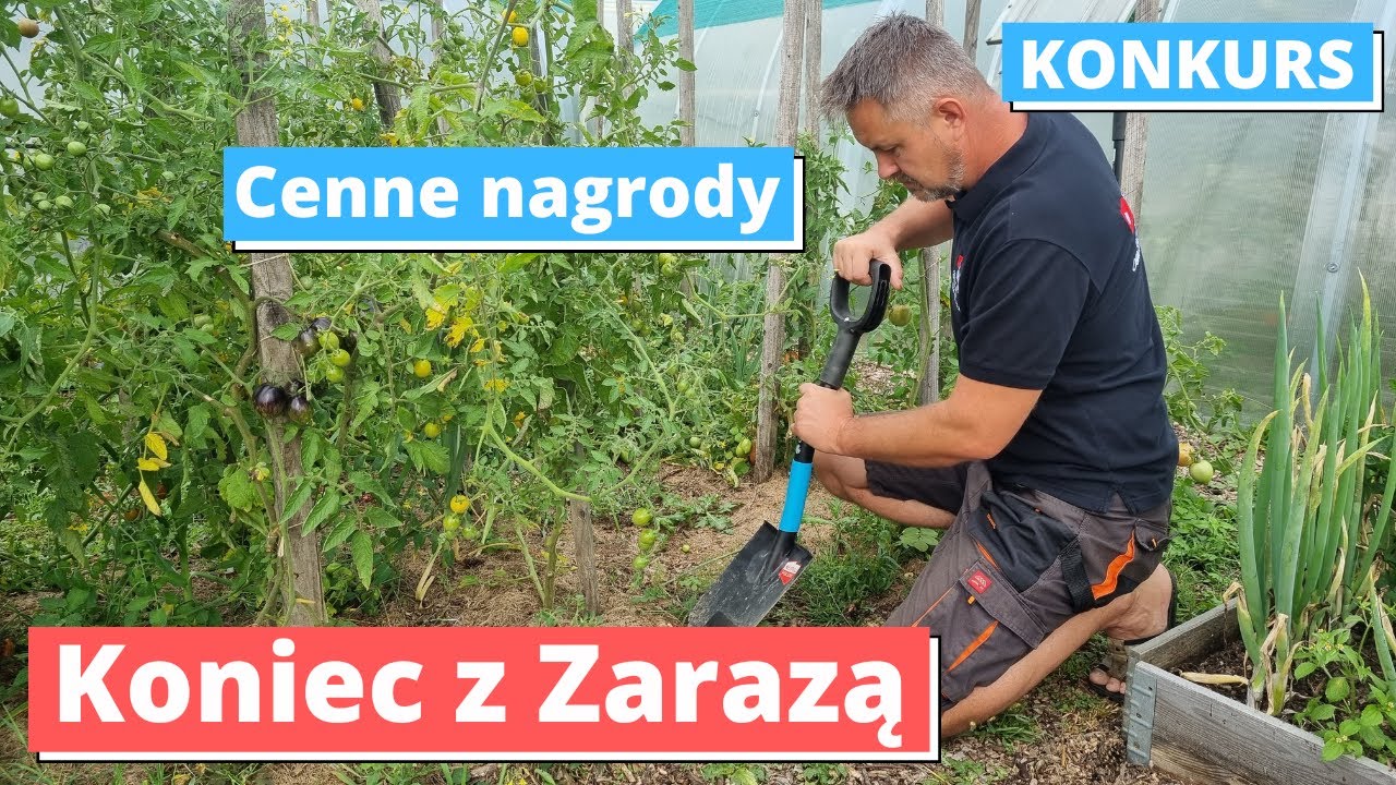 Komu zaraza zjadła pomidory