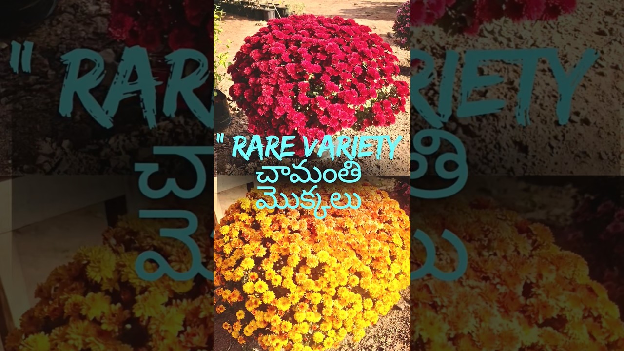 Rare Variety చామంతి మొక్కలు