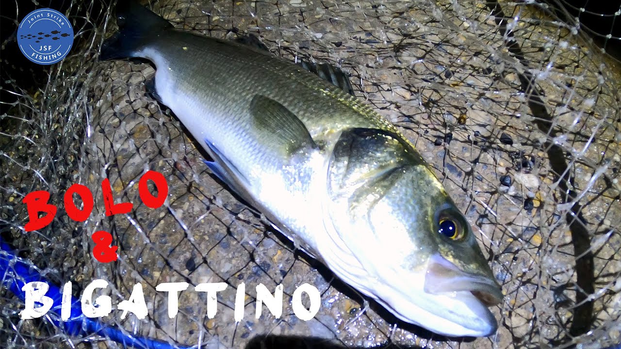 PESCA IN SARDEGNA - SPIGOLA a BIGATTINO con la BOLOGNESE