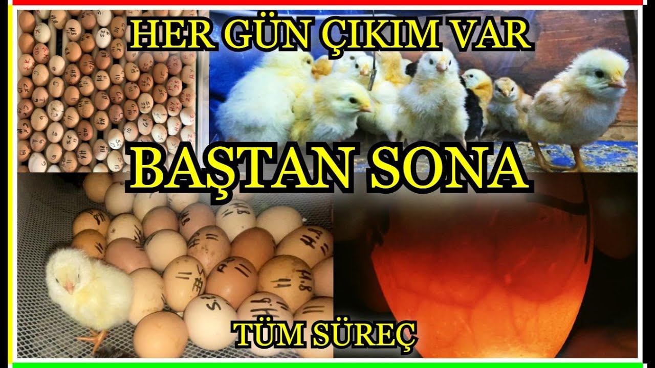 Kuluçka Makinası ile Civciv Üretimi ve Çıkımlar