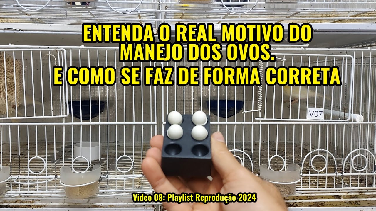 ENTENDA O REAL SENTIDO DO MANEJO DOS OVOS E COMO SE FAZ.