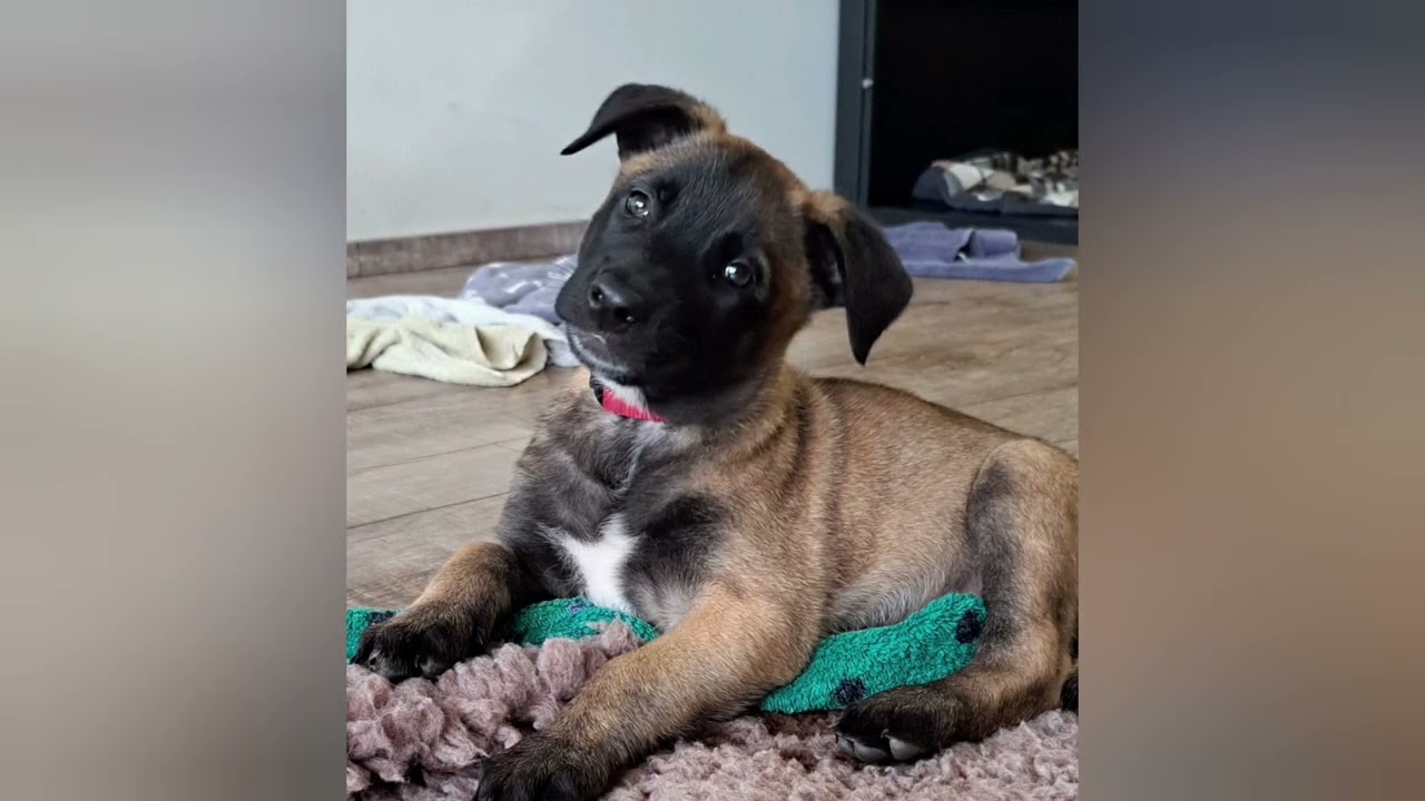B-Wurf Malinois vom Seelenfeuer 7. Lebenswoche