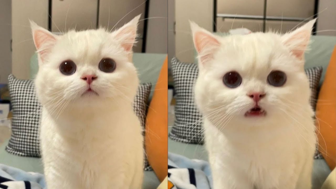 Cats Just Doing What Cats Do Best 🤣Funny Cats Videos 2025 🐱 Part 28