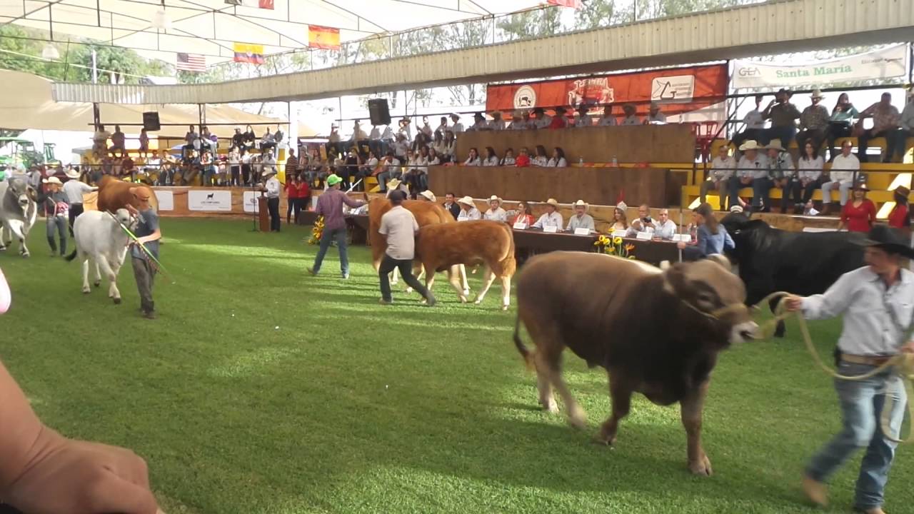 Desfile de razas de Ganado Expo Ganadera Tepatitĺán 2016