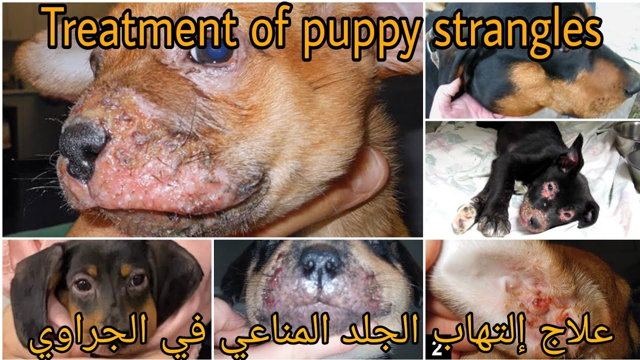 إلتهاب الجلد  المناعي في الجراوي ..Treatment of puppy strangles