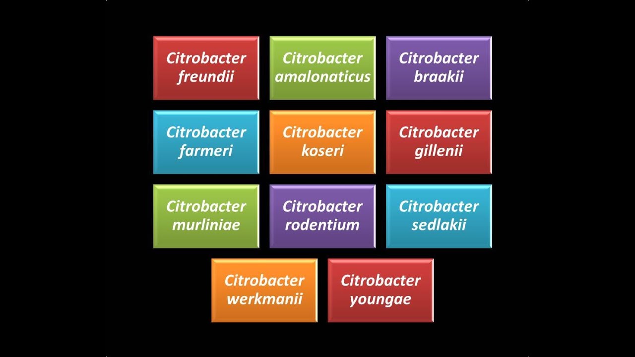 Dominio Bacteria: Phylum Proteobacteria 24 - Gammaproteobacteria - Enterobacteriaceae - Citrobacter