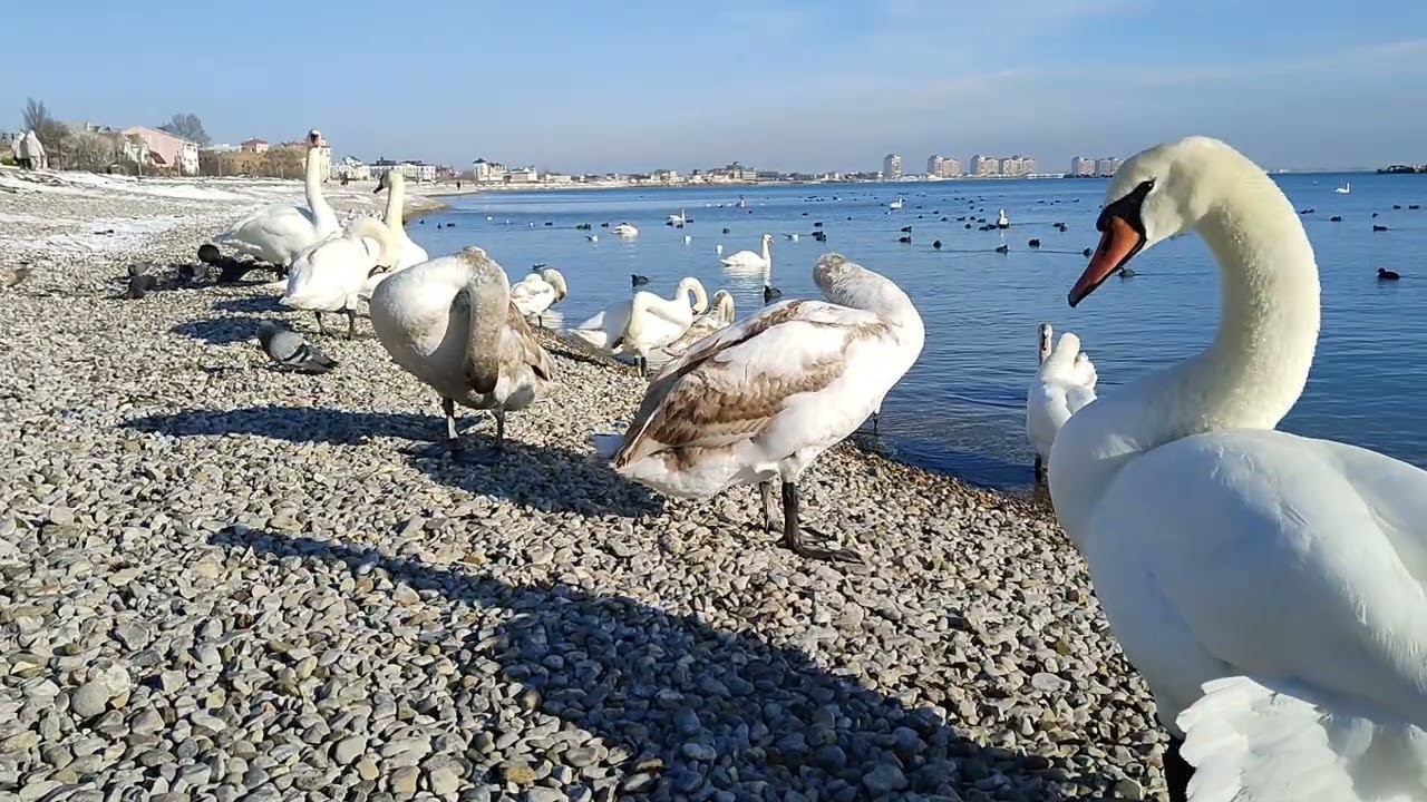 Swans chase pigeons