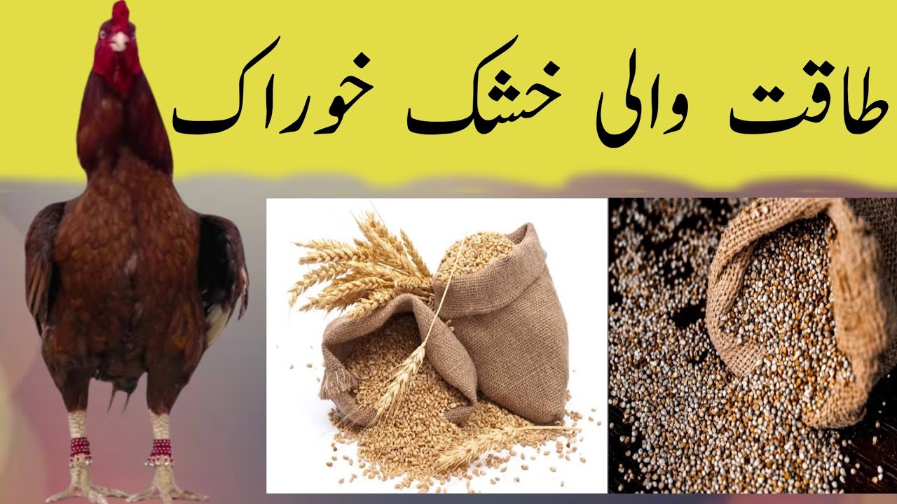 Murgon ki taaqut wali khuraak | aseel murga ki tyaarai wali khuraak | murag ki tyaari ki khuraak