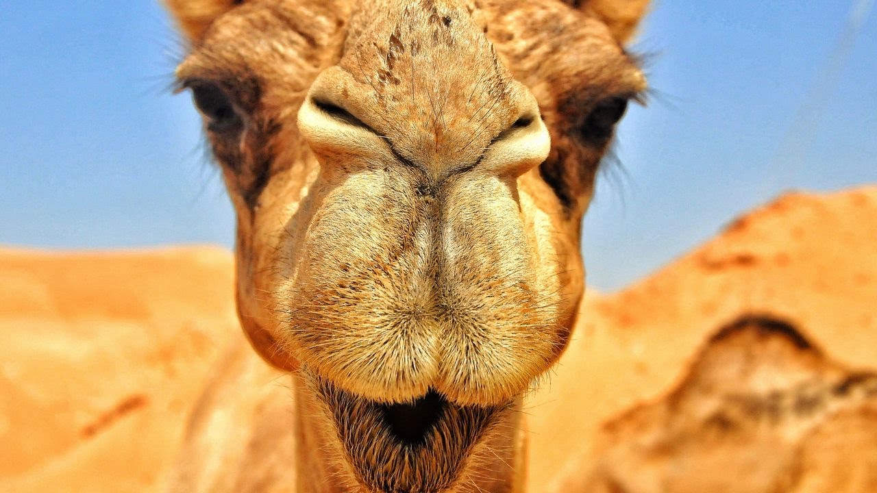 Todo lo que necesitas saber sobre los camellos