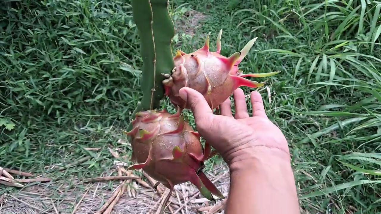 Como dobrei a produção de pitaya c/ adubo formulado