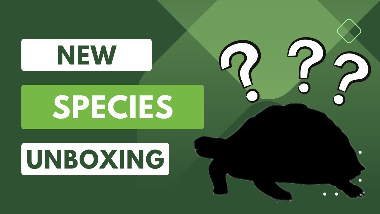 Tortoise Unboxing AND New Species