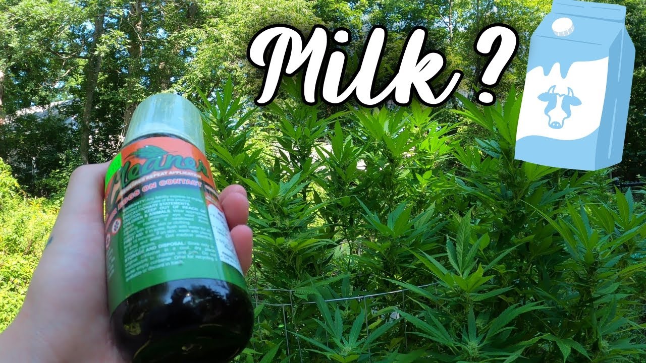 Can MILK Fight Powdery Mildew?!