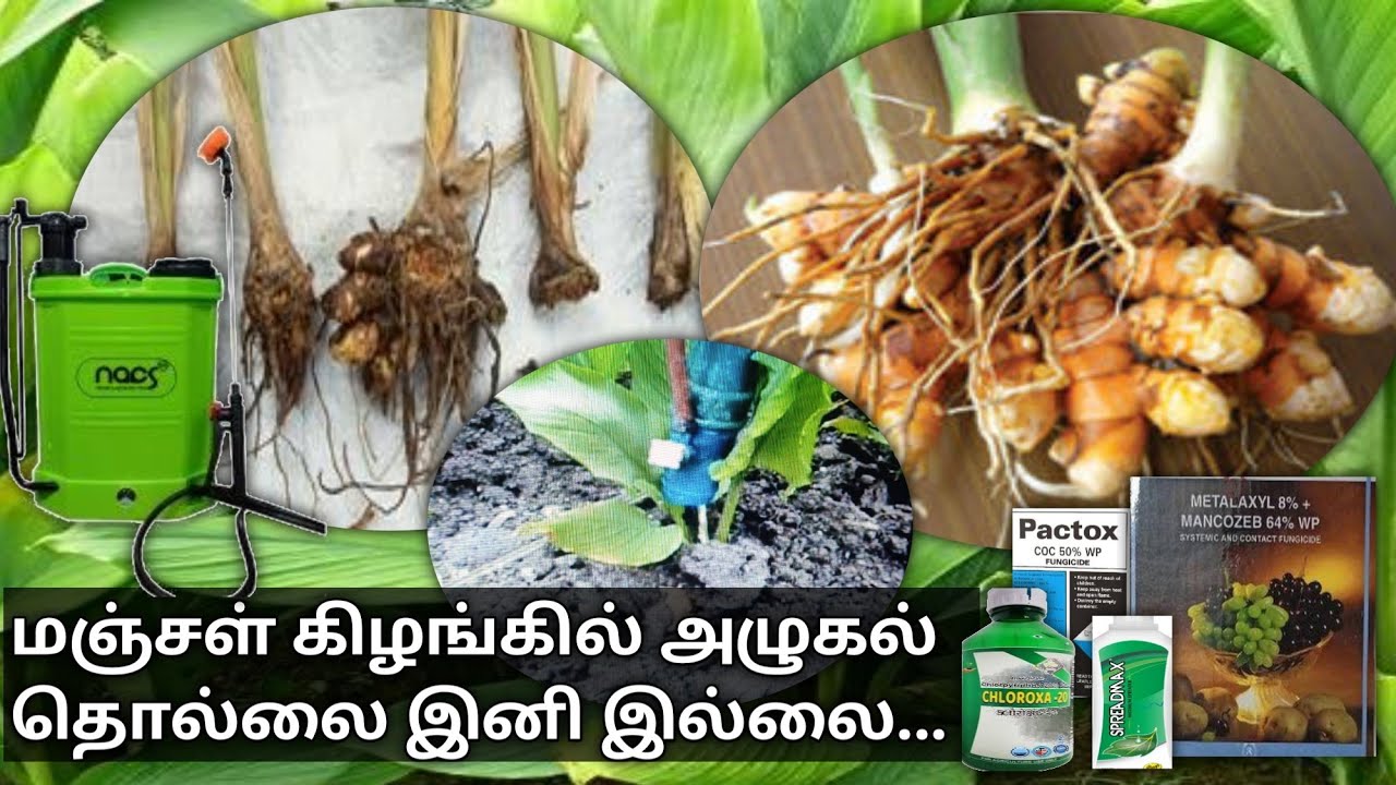 மஞ்சளில் அழுகல் வராமல் தடுக்கும் முறைகள் | Tumeric rhizome rot control @vivasayapokkisham