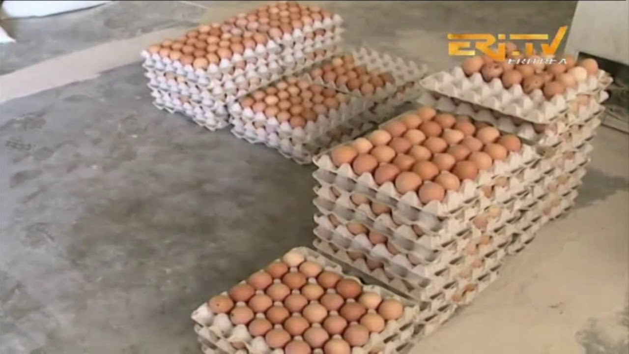ERi-TV, Eritrea - መደብ ሕርሻ - ኣብነታዊ ሕርሻ - Exemplary Farms