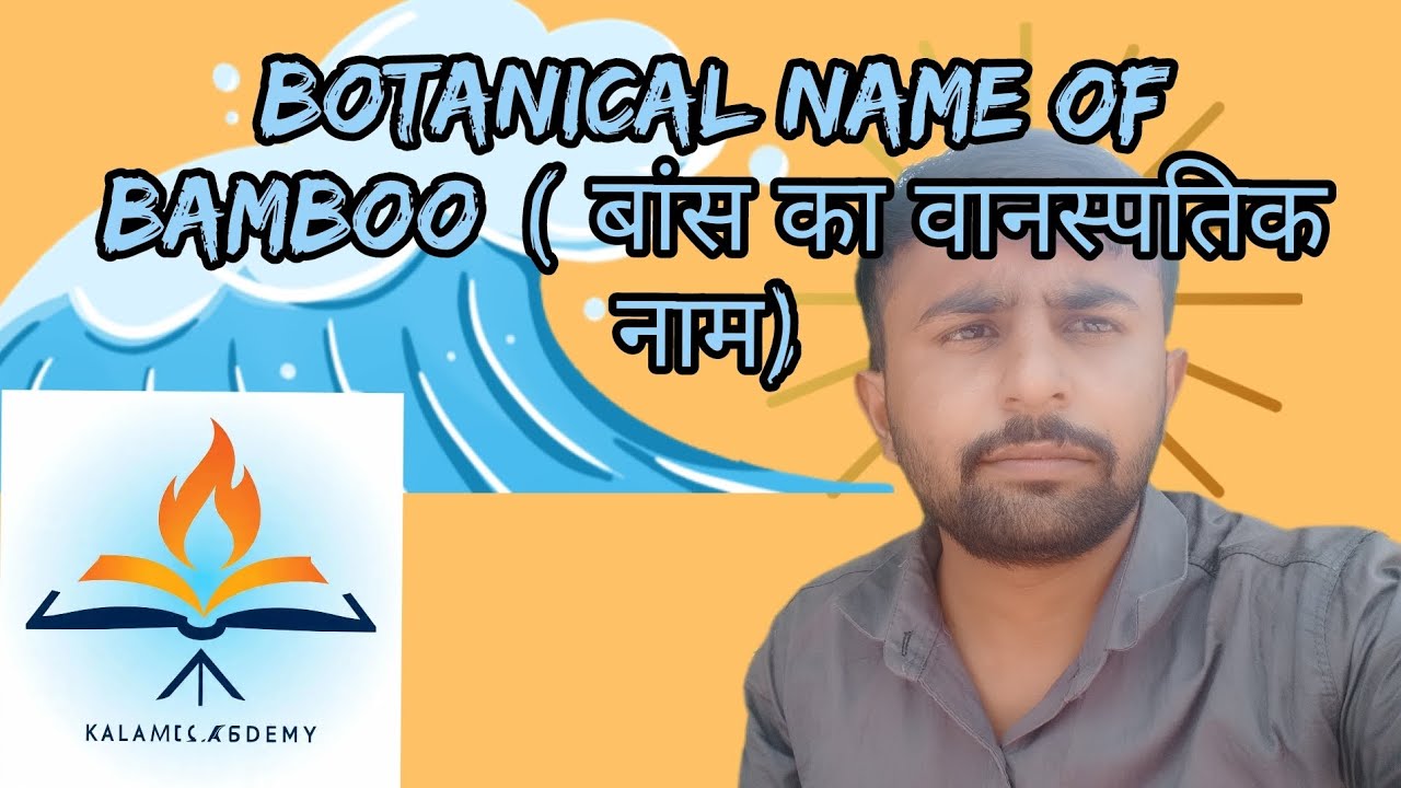 Botanical name of Bamboo || scientific name of Bamboo #bamboo || scientific name of bamboo #jagdi...