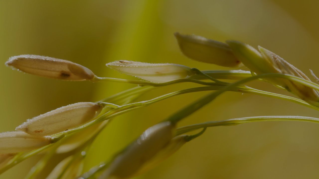 Journeys in Nature: Jiangxi series | Episode 11: Bumper Harvest