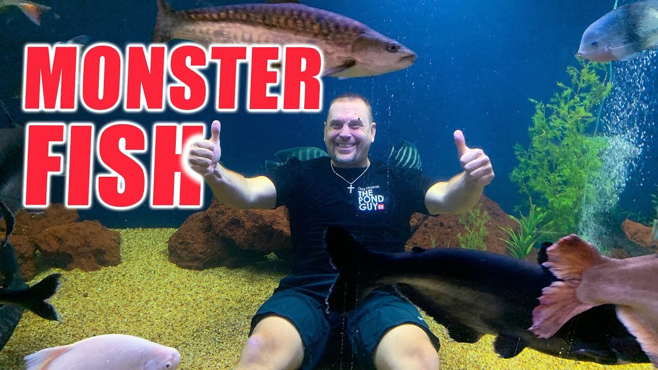 Pool to Pond Conversion for BIG FISH: Ohio Fish Rescue