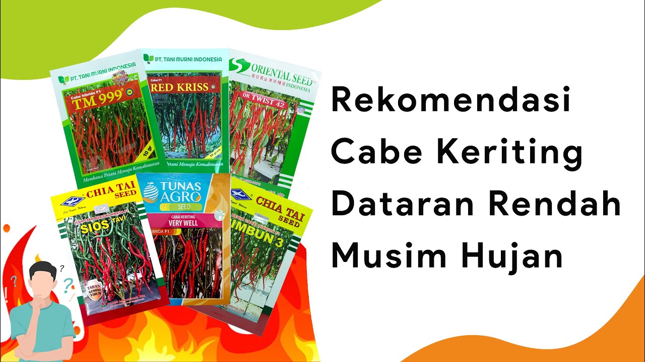 6 Cabe Keriting Dataran Rendah Musim Hujan Terbaik