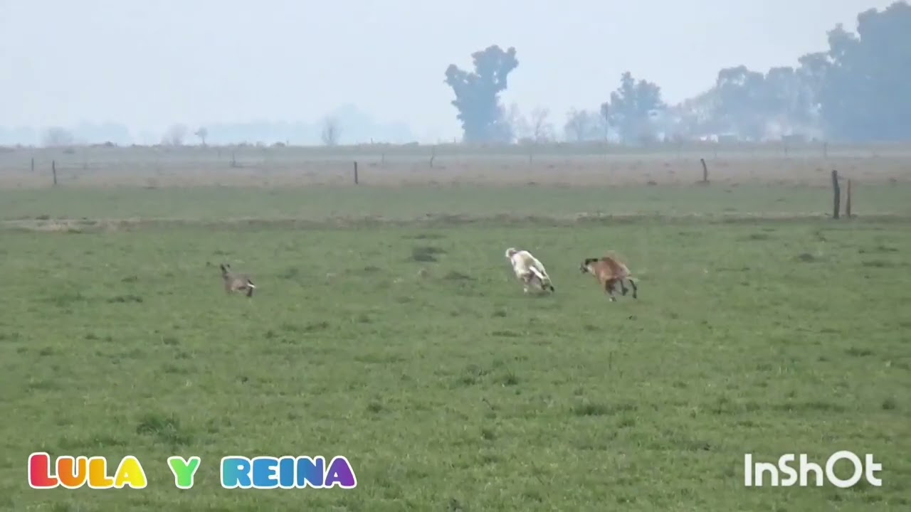 Galgos de Villa Ramallo