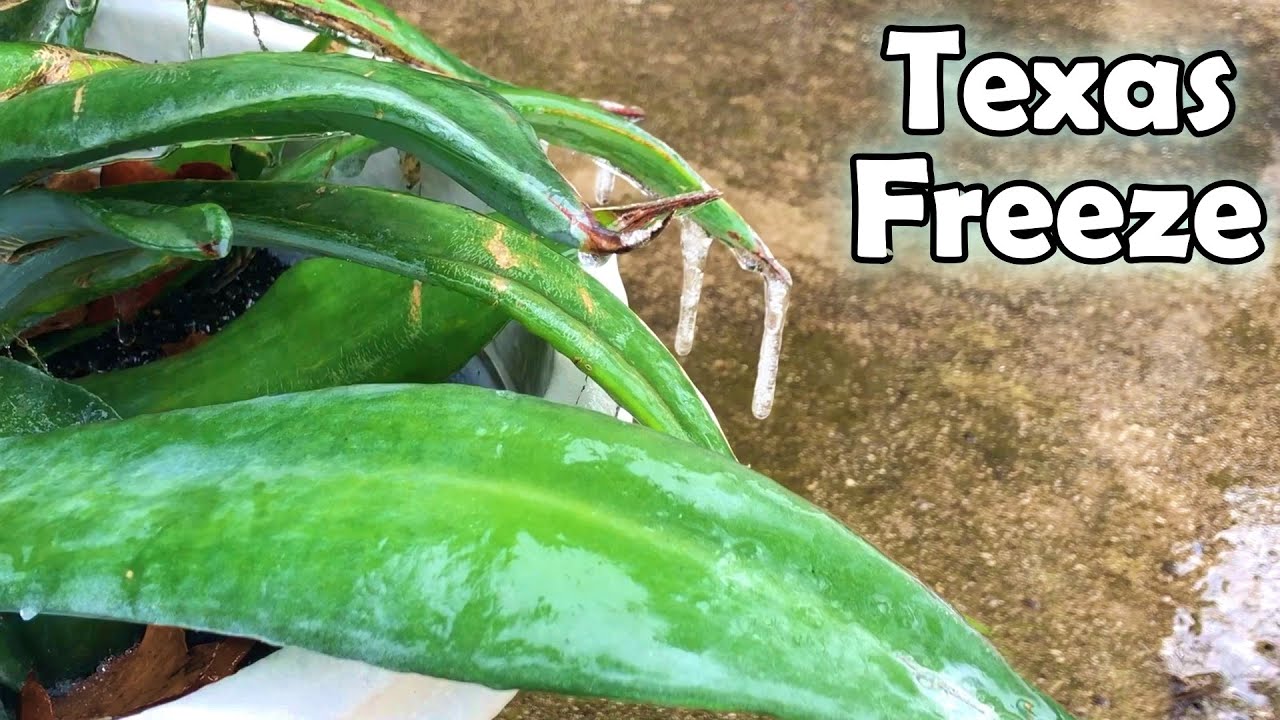 Texas Freeze in my Yard ❄ ❄ ❄