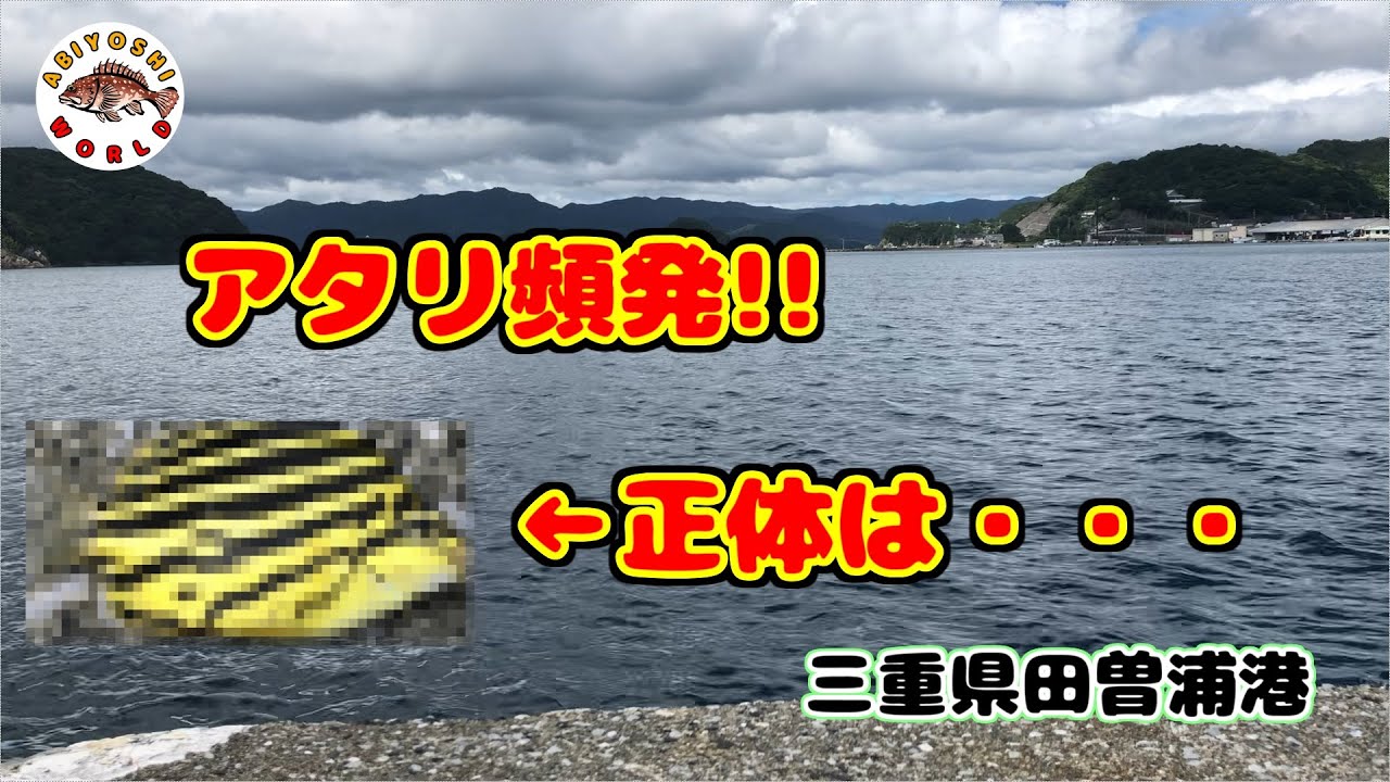 【田曽浦港　胴付き仕掛け】アタリ頻発!!正体は・・・in三重県南伊勢2020年9月12日