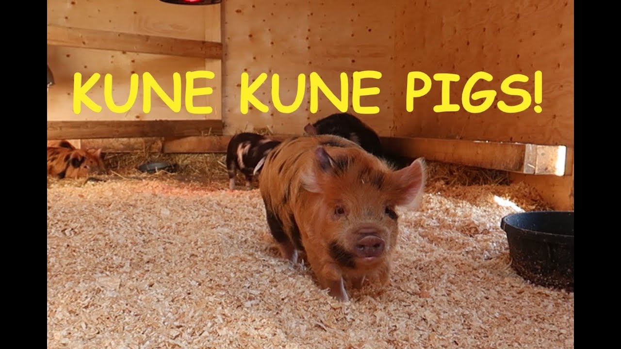 We got Kune Kune Pigs!