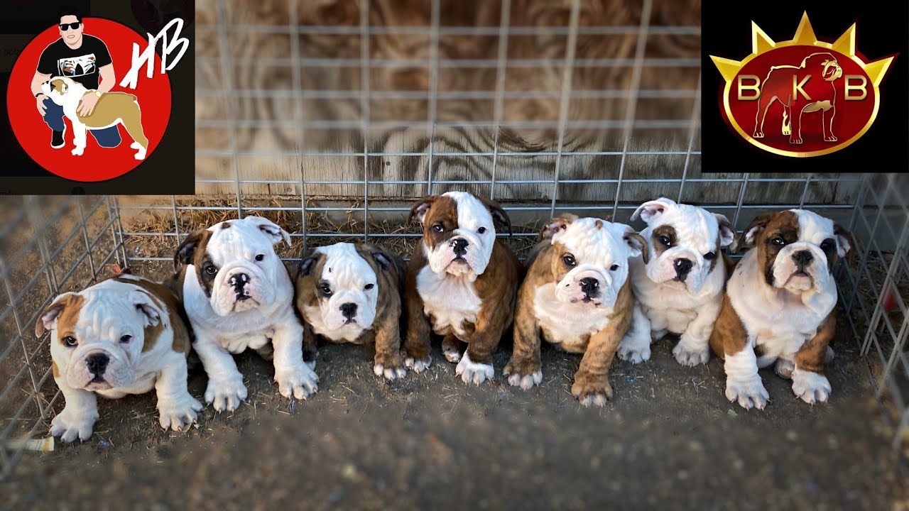 Los hijos de BKB ROLEXA!!