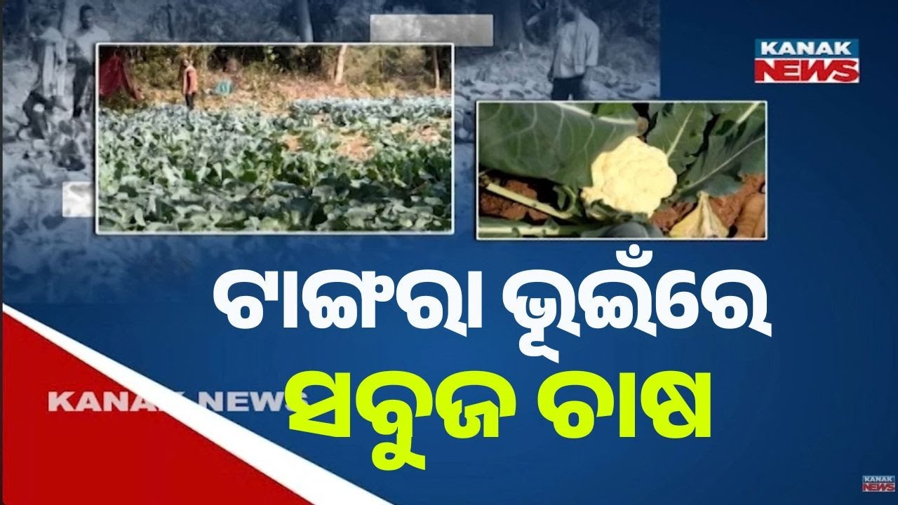 Bazaar Halchaal: Green Mission of Village Farmers | Vegetables Bloom on Barren Land in Odisha
