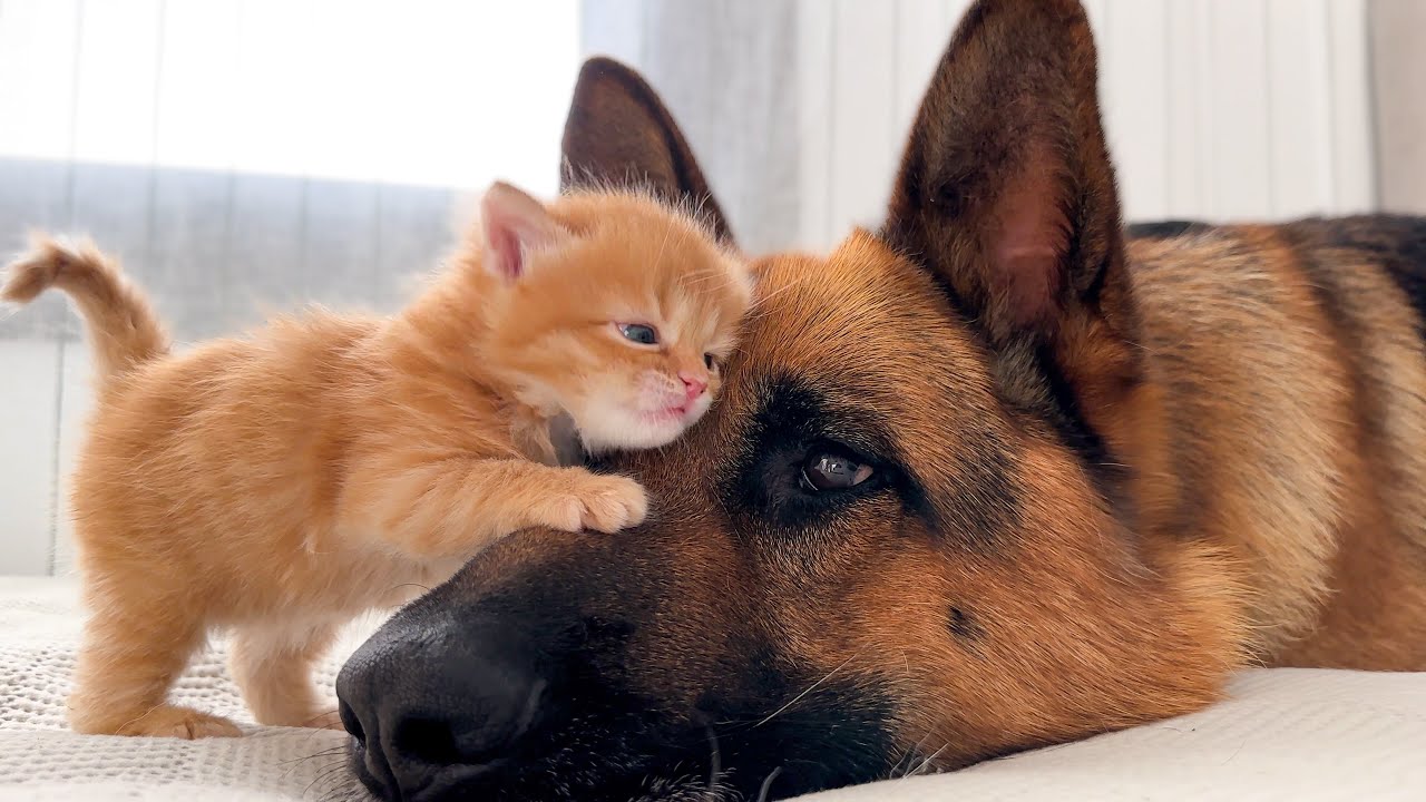 KITTEN Falls In Love With GERMAN SHEPHERD!