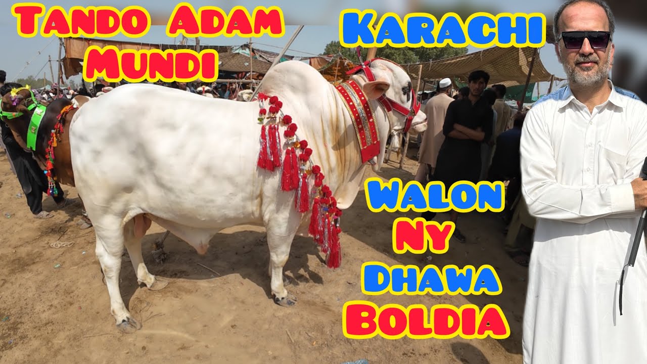 Karachi Walon Ny Dhawa Boldia / Tando Adam Mundi / Qurbani Season 2025