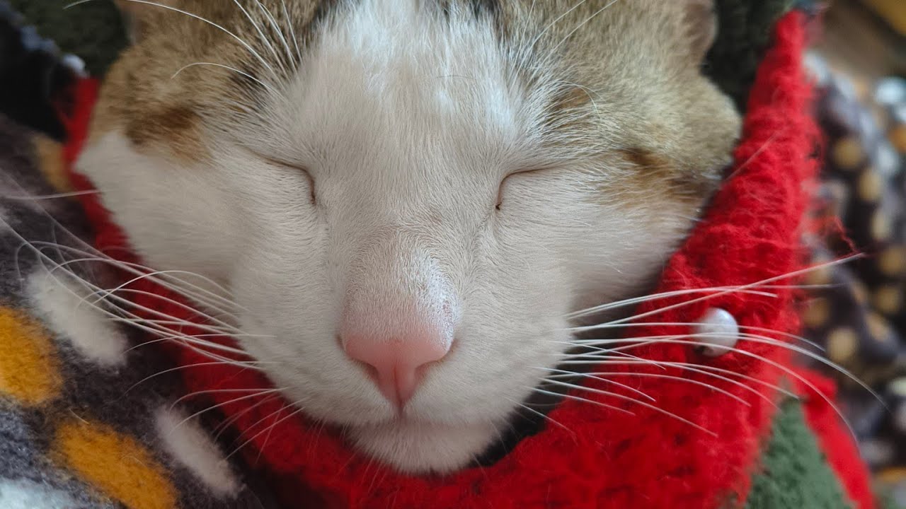 आलसी बिल्ला #cat