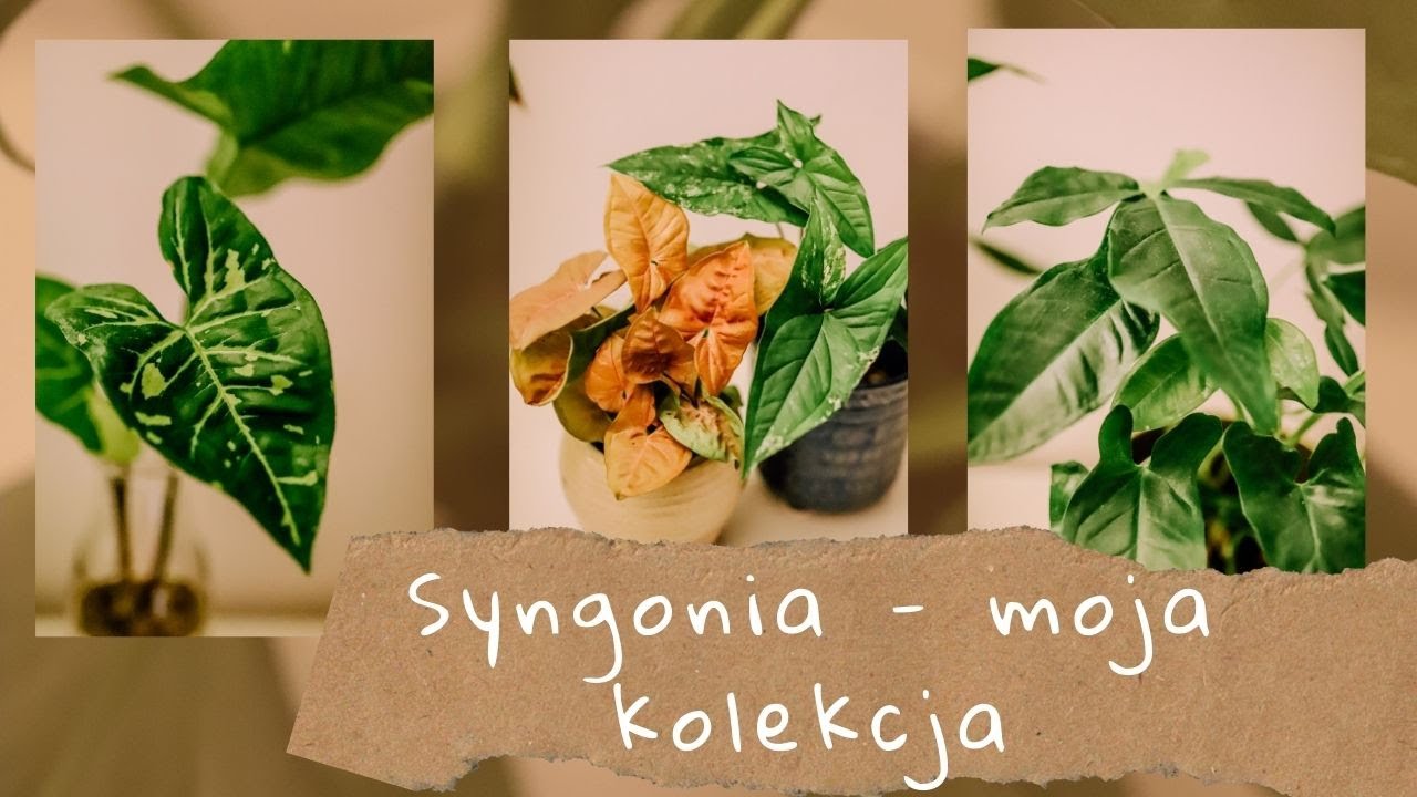 Moja kolekcja syngonium 🌿 jak dbam o moje zroślichy? Czy można podlewać rośliny wodą z akwarium?