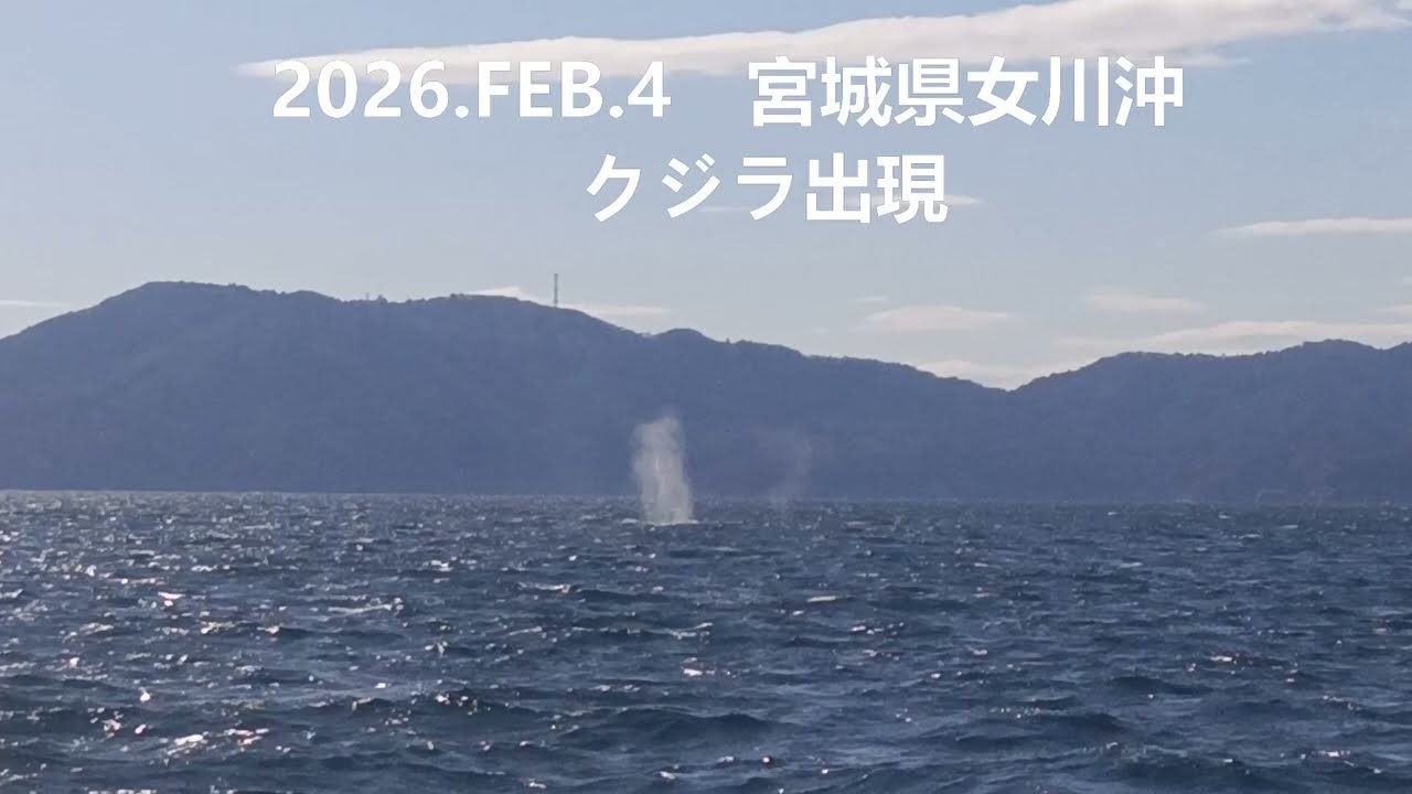 2026FEB4　宮城県女川沖　クジラ出現