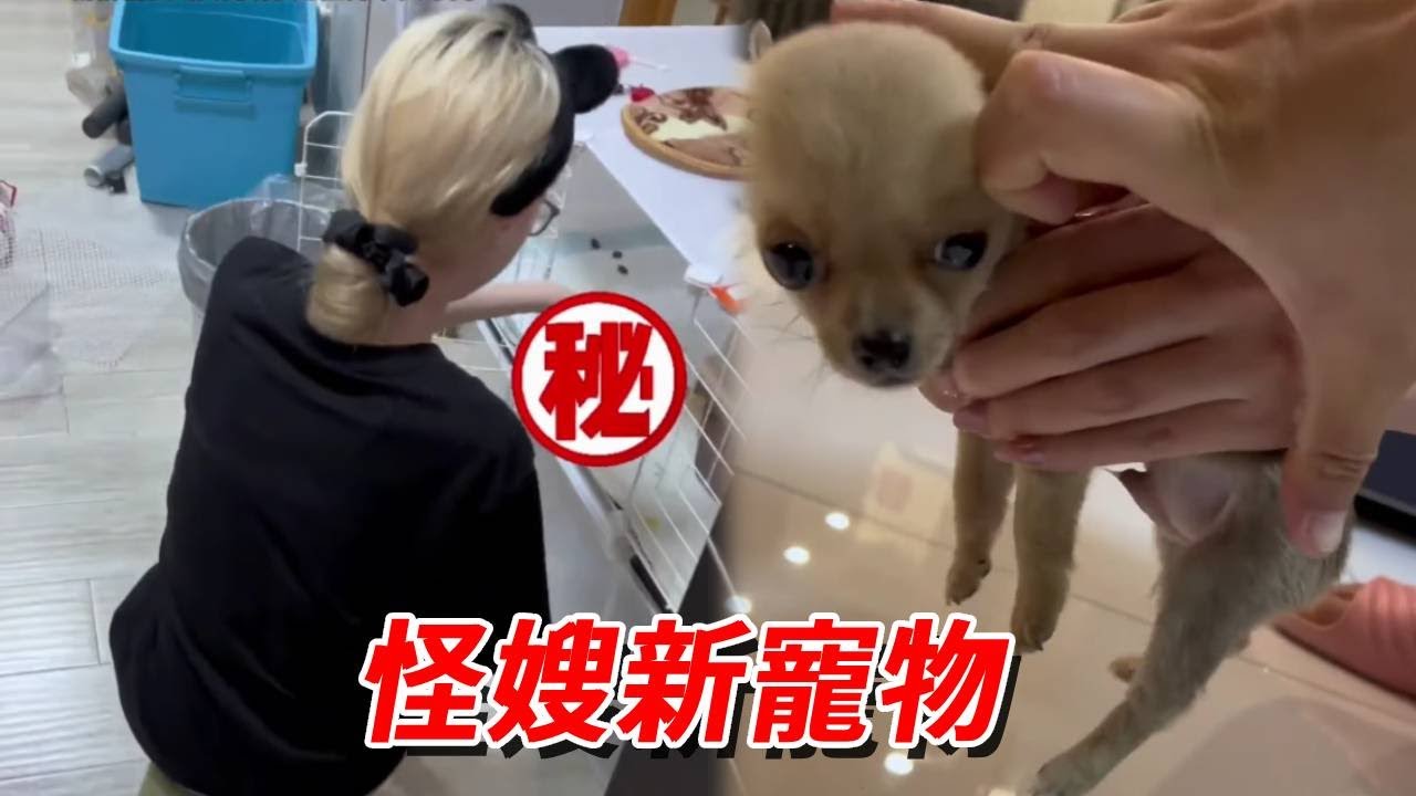 怪嫂被怪哥帶偏養寵物！養過鯊魚電鰻的人，吉娃娃簡直是 “入門級”～【王小怪】