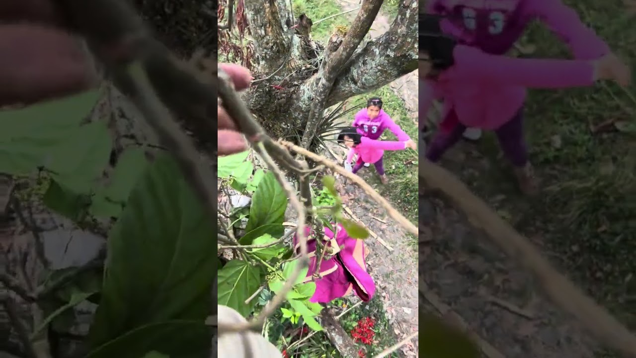 Cosechando gasparitos 