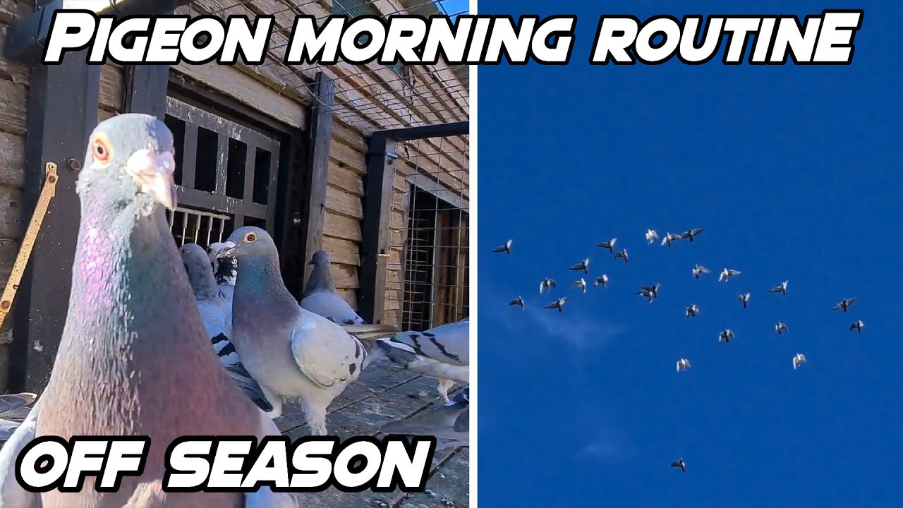 Pigeon Morning Routine | Off Season