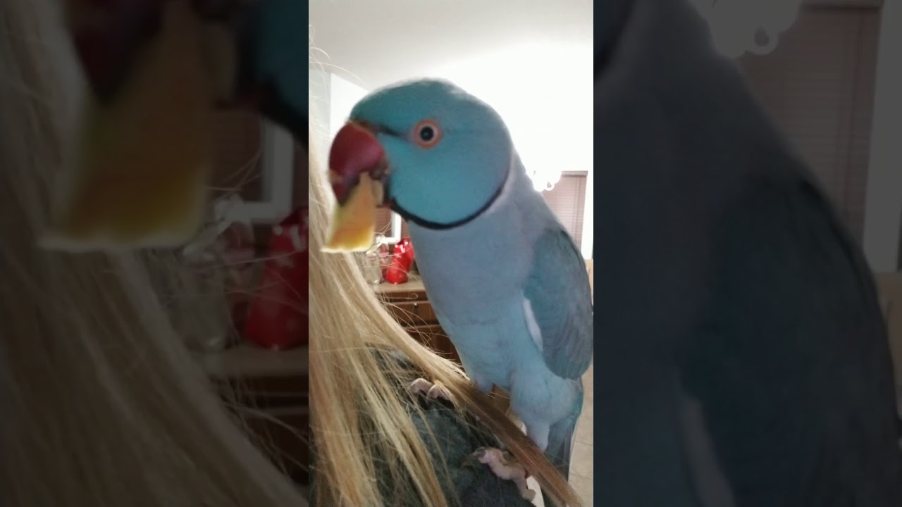 Morning distractions and afternoon taste tester