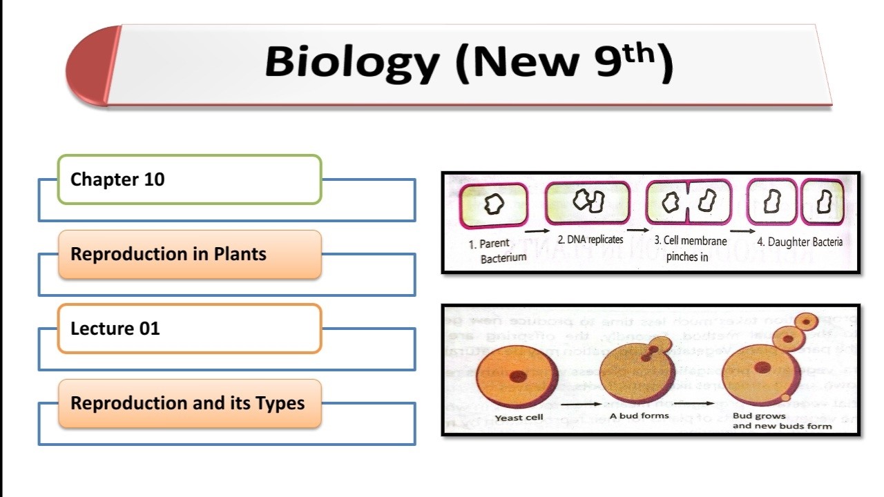 Methods of Asexual Reproduction | Class 9 Biology New Syllabus | Binary Fission to Spore Formation