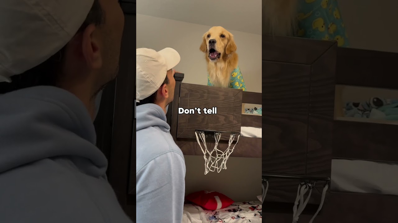 My dogs are so different at bedtime! #dogsofyoutube #dog #dogs #husky #goldenretreiver #puppy
