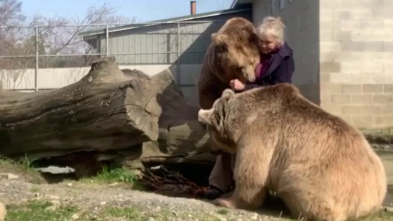When your bears start taking their own selfies....(read description)