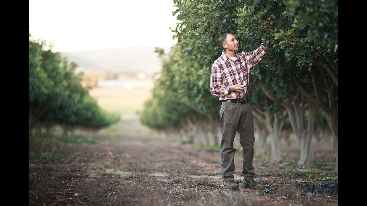 Australian Carob Farm Presentation | The Australian Carob