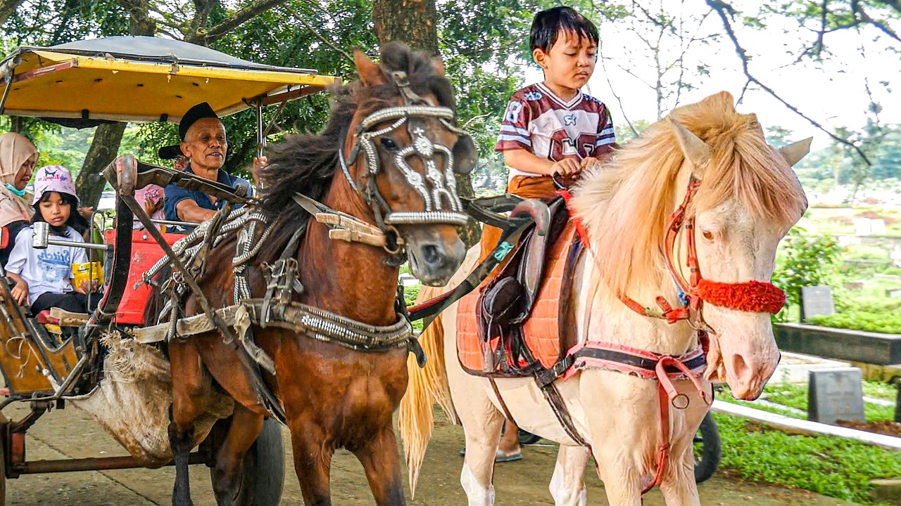 NAIK DELMAN ISTIMEWA | HORSE | KUDA DELMAN - KUDA