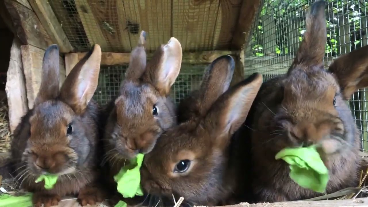 Unsere jungen Kaninchen beim ( lustigen ) Fressen - our young Rabbits while (funny) eating