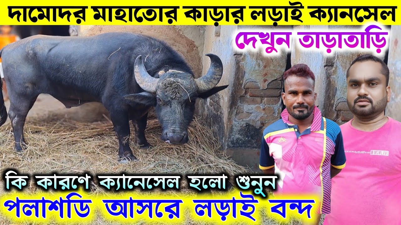 হটাৎ করে দামোদর মাহাতোর কাড়ার লড়াই পলাশডি আসরে বন্দ হয়ে গেল কি কারণে দেখুন তাড়াতাড়ি 
