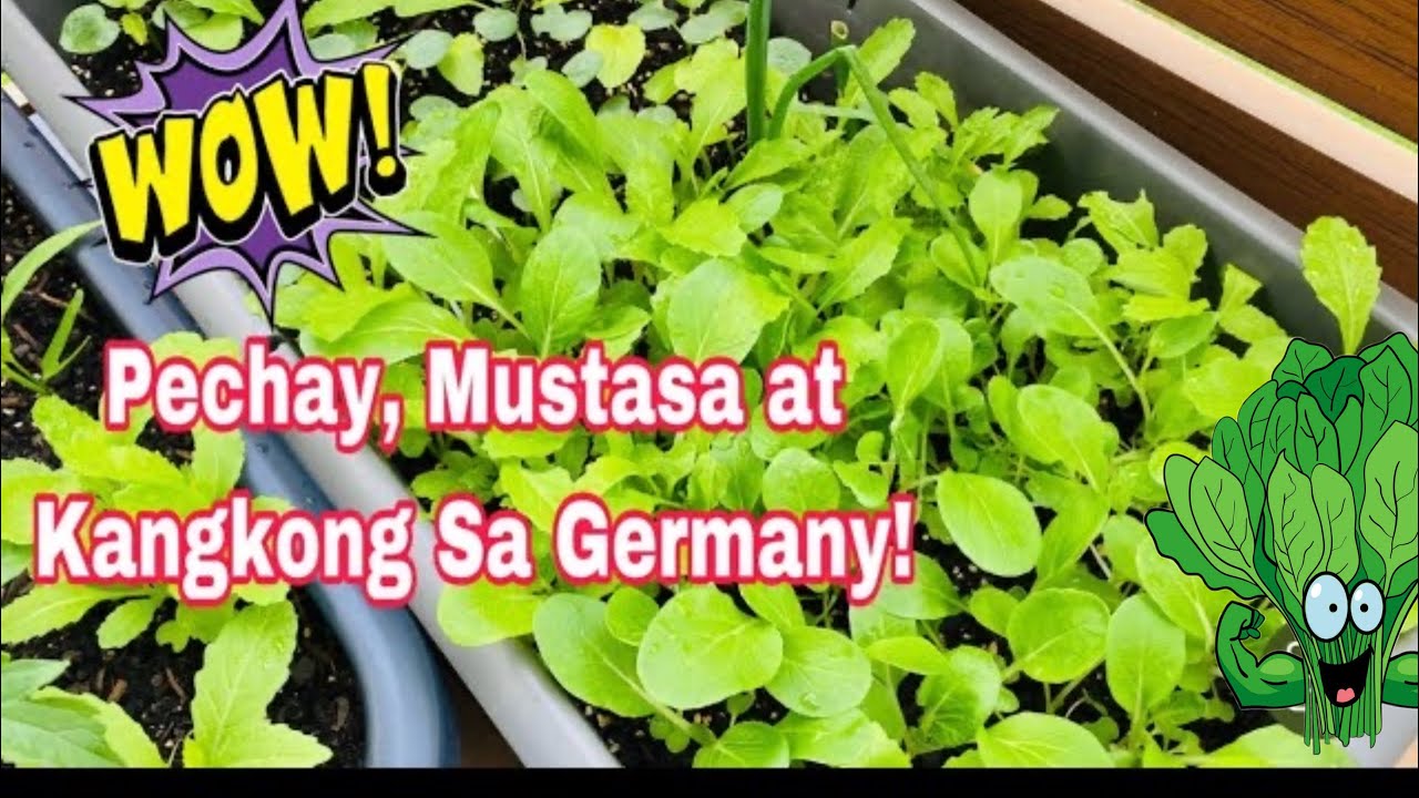 Vegetable Seeds from the Philippines Grown in Germany | Balcony Gardening | Filipinos in Germany