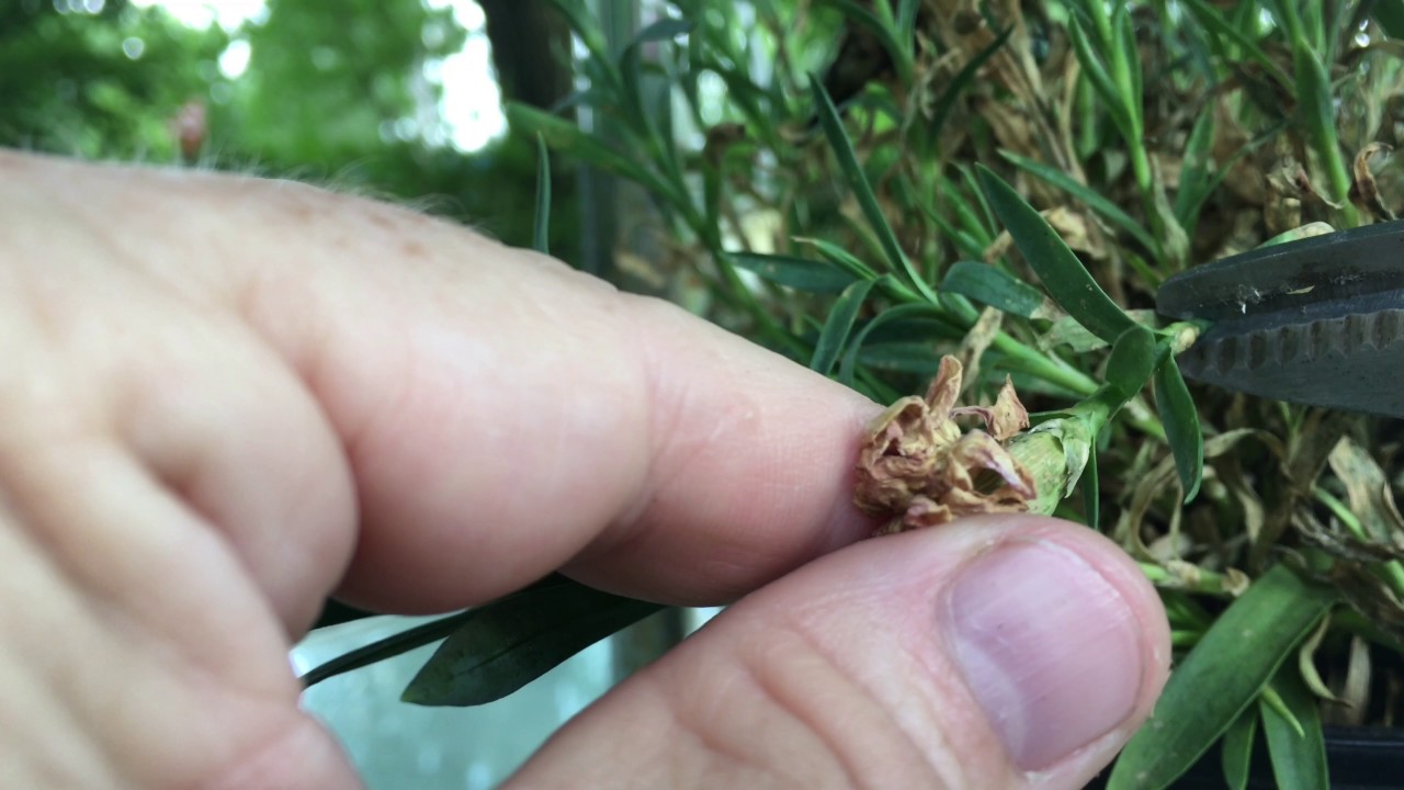 How To Deadhead Dianthus Flowers Video