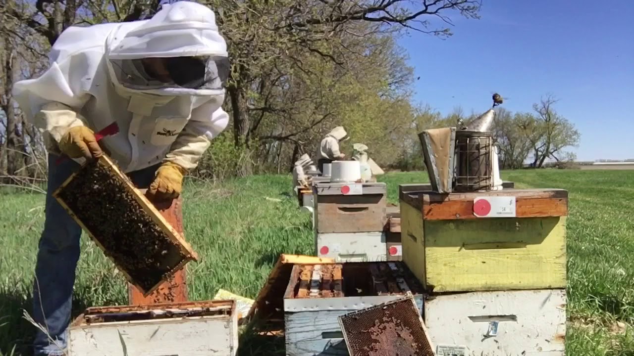 How I Assess Spring Bee Hive Strength - May 16