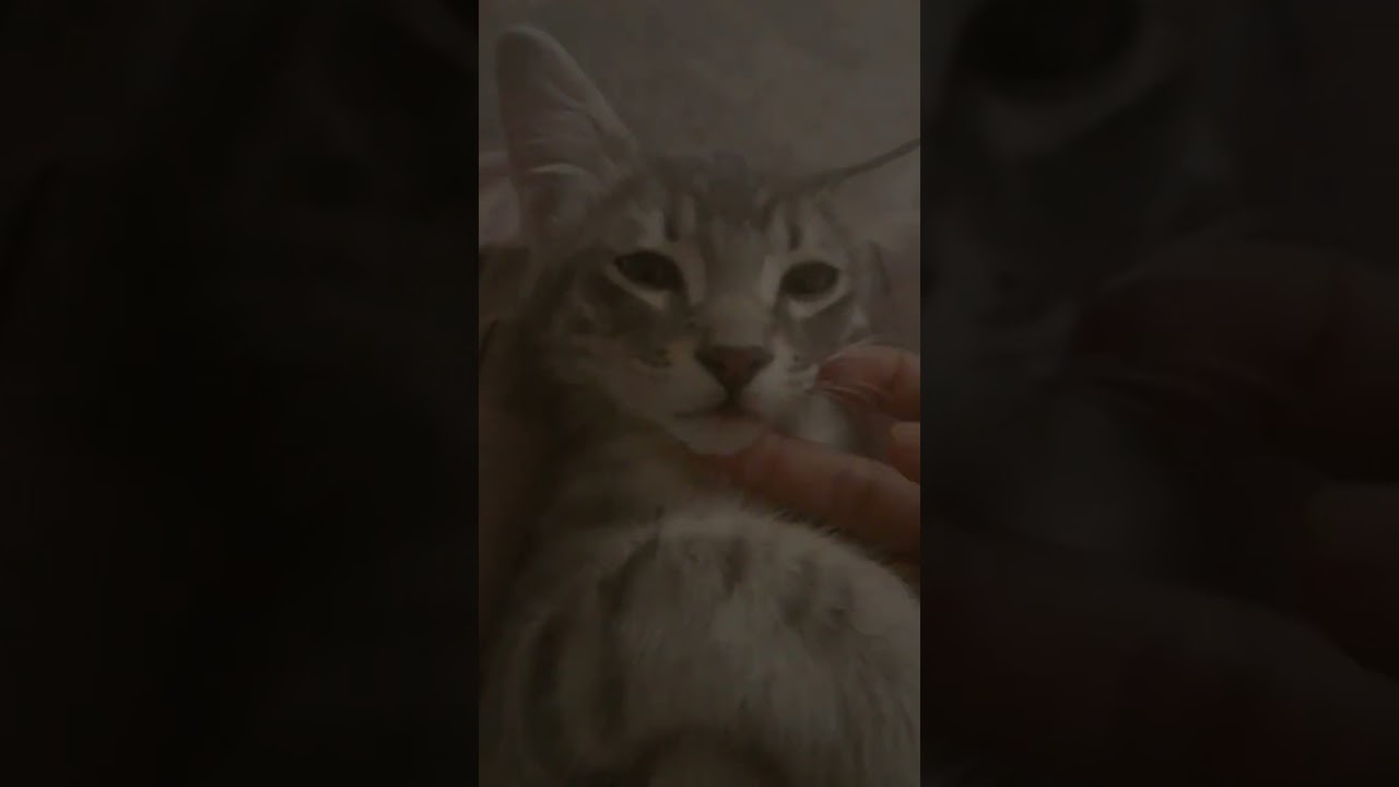 my cat was so tired today that he need a little nap time subscribe and like if his cute
